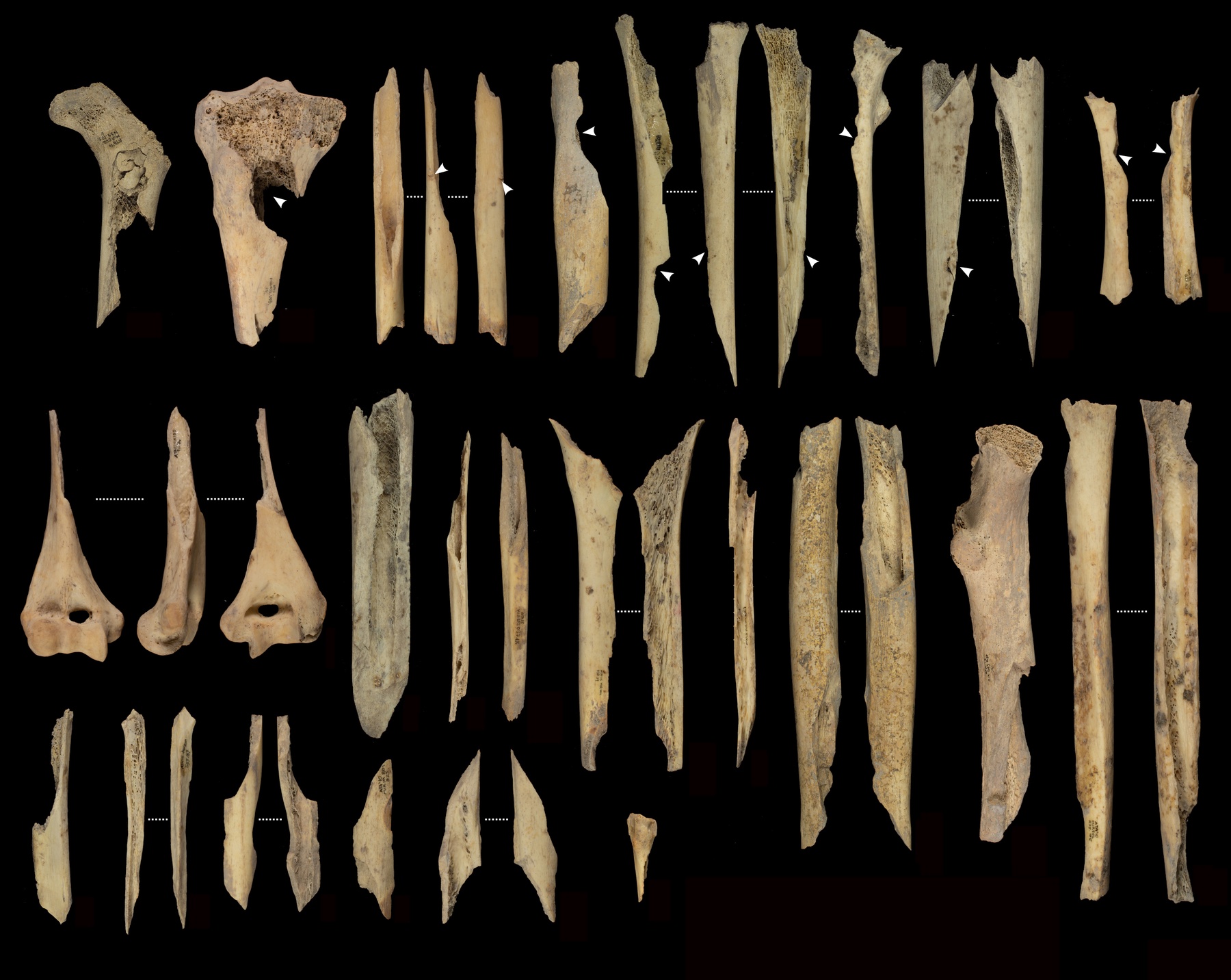 Particle: Study Confirms 5,700-Year-Old Cannibalism During Neolithic ...