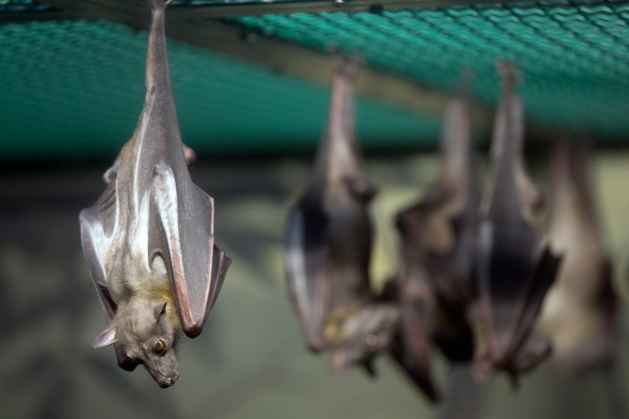 Particle: Finding a Dead Bat in Her Toilet Spurs Rabies Treatment and ...