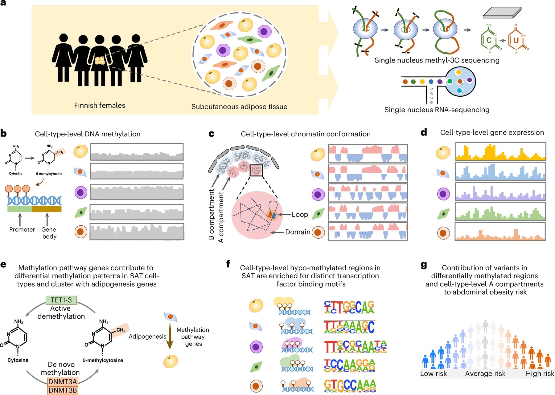 Particle News: Single-Cell Atlas of Human Fat Ties Obesity Risk to ...