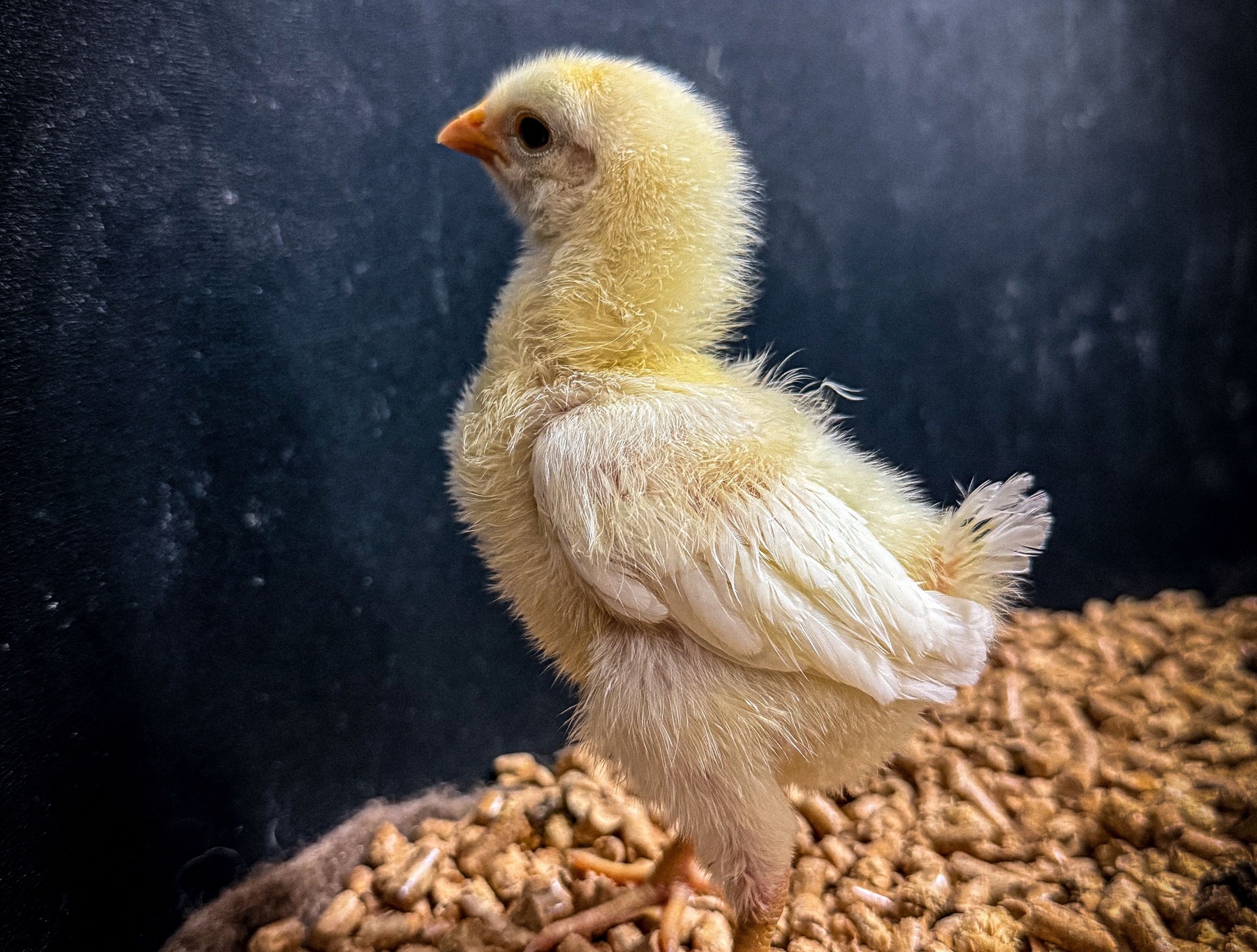 Particle: Colossal Reports First Pigeon Germ-Cell Culture in Bid to ...