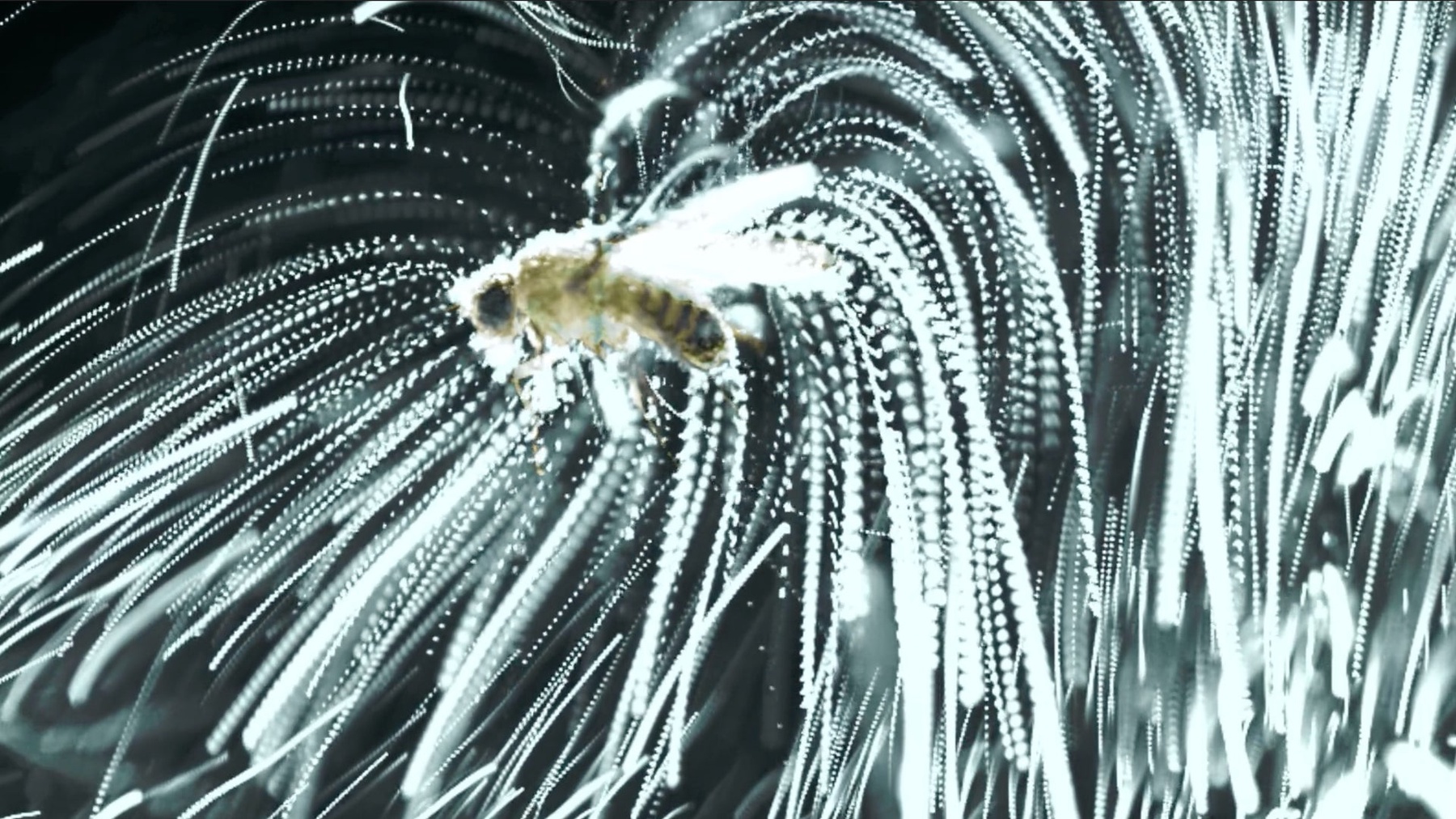 Particle: Parasitic Nematodes Use Static Electricity to Latch Onto ...