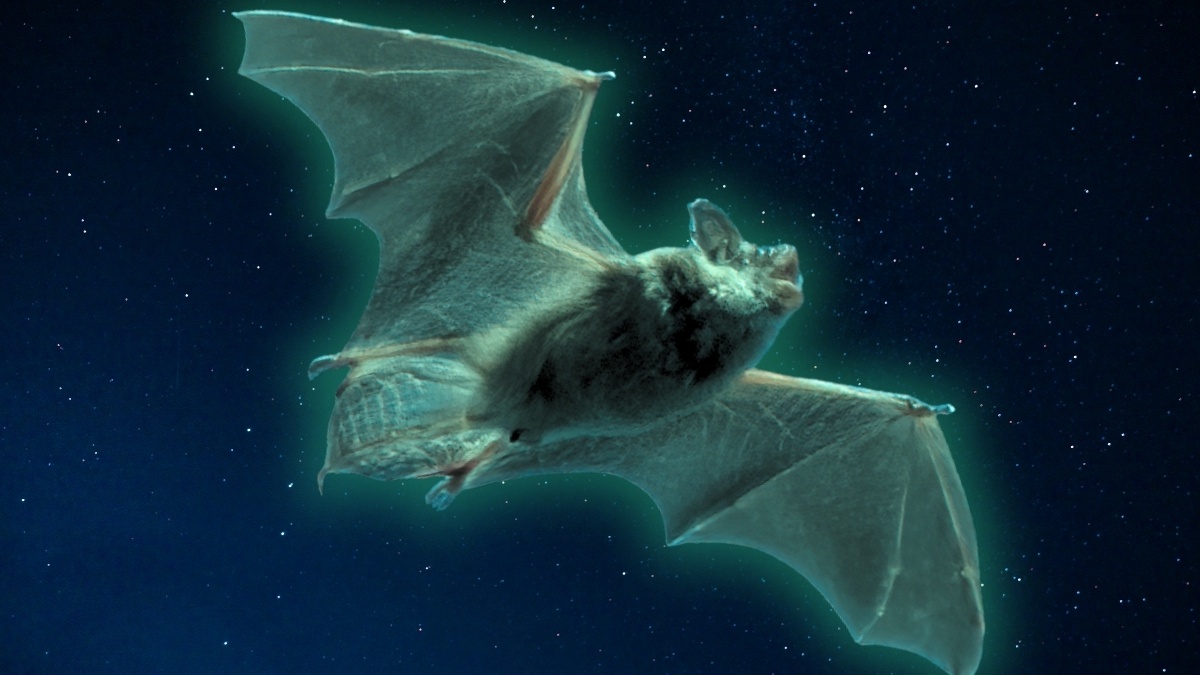 Particle: Six North American Bat Species Glow Green Under UV Light ...
