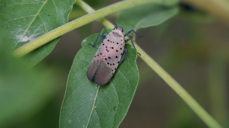 Particle: Michigan Confirms Spotted Lanternfly in Jackson County as ...