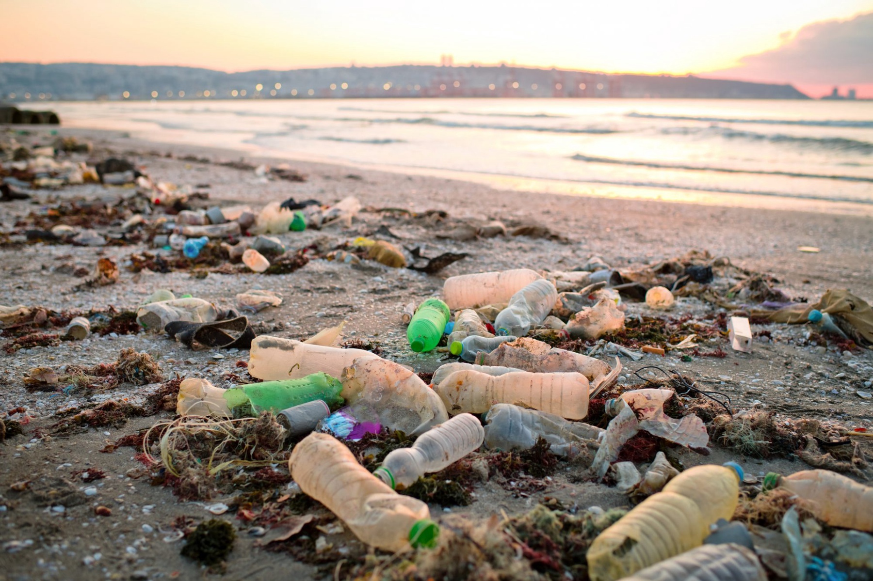 Particle News: Study Reveals Plastic Pollution's Lethal Impact on Ocean ...