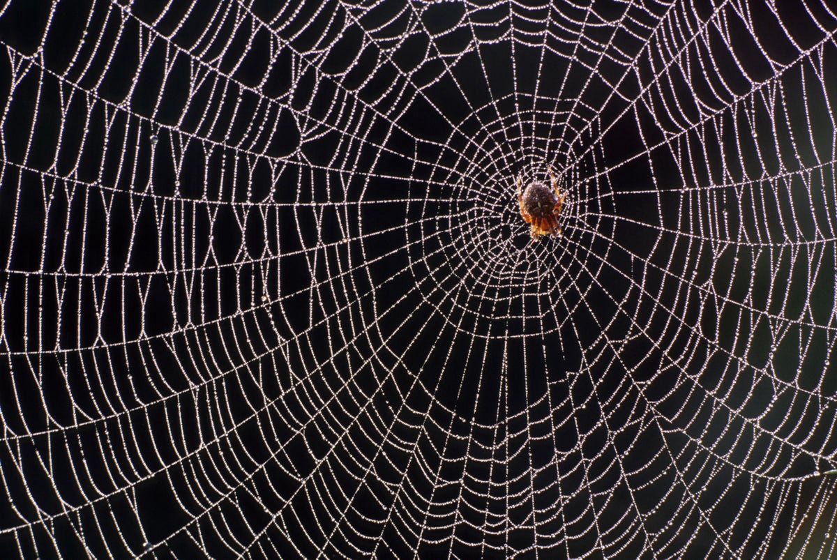 Spider Silk Could Revolutionize Microphone Technology