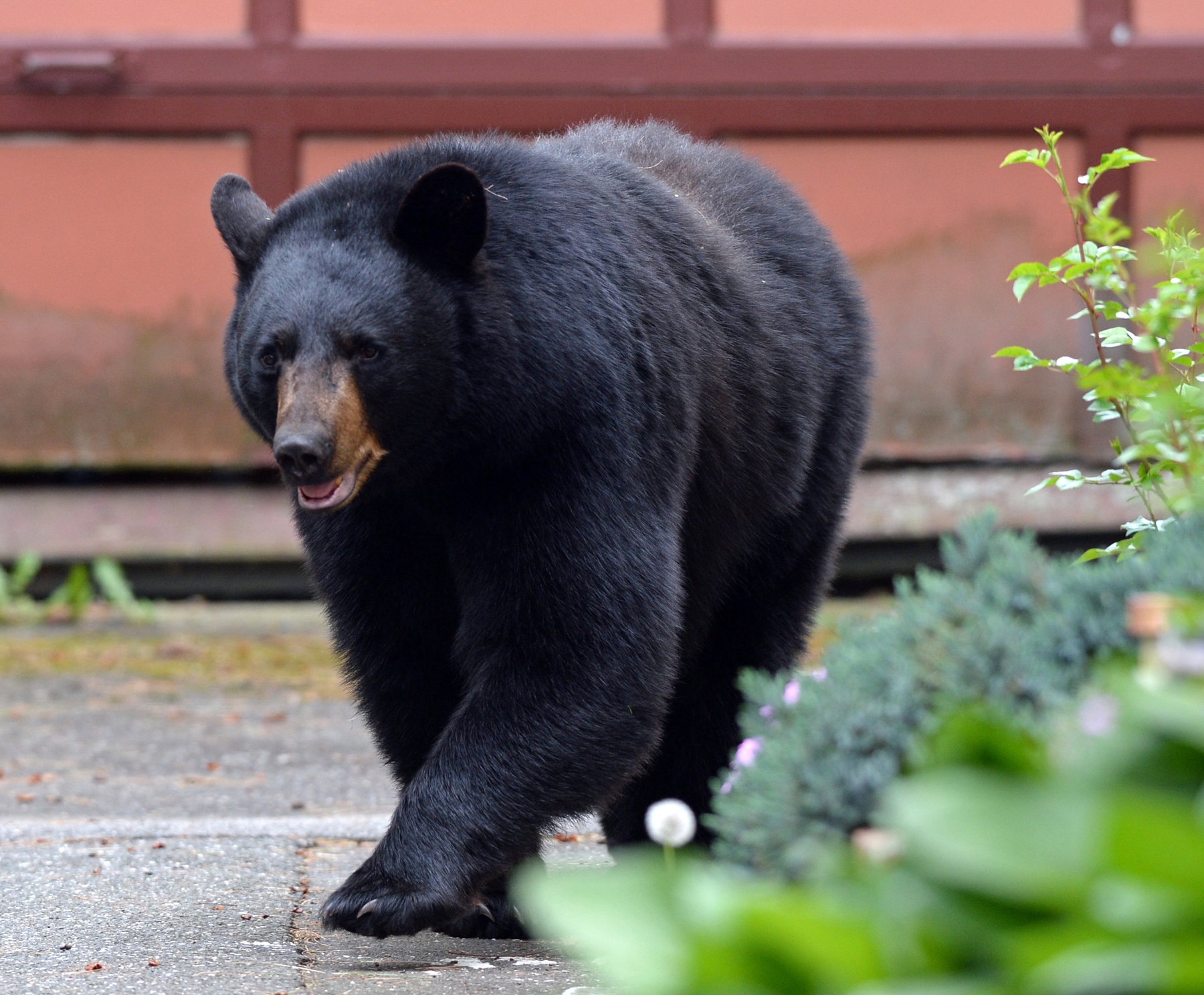 Bear Attacks in Sparta, NJ Result in One Dog Dead, Another Injured