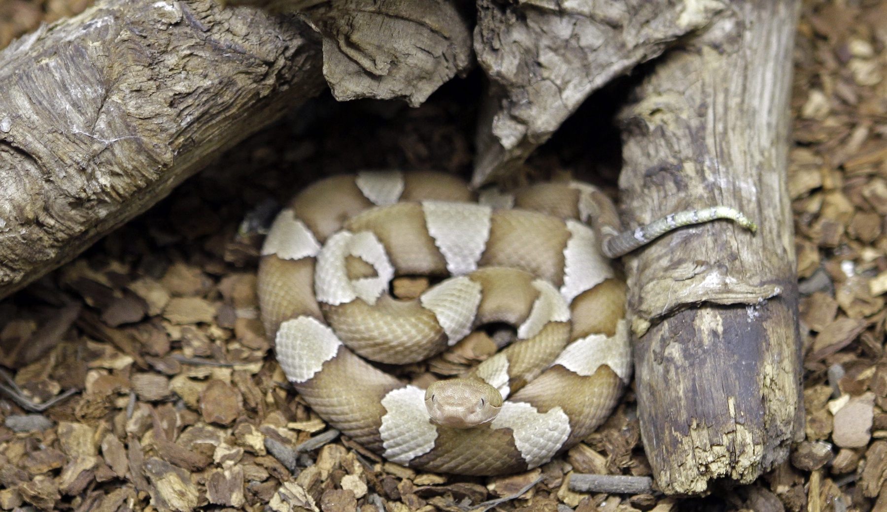 West Virginia GOP Candidate Hospitalized After Copperhead Snake Bites