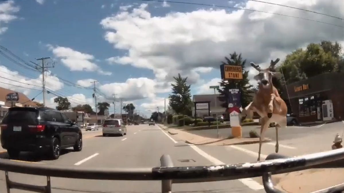 Deer Crashes Through Rhode Island Bus Windshield, Injuring Three