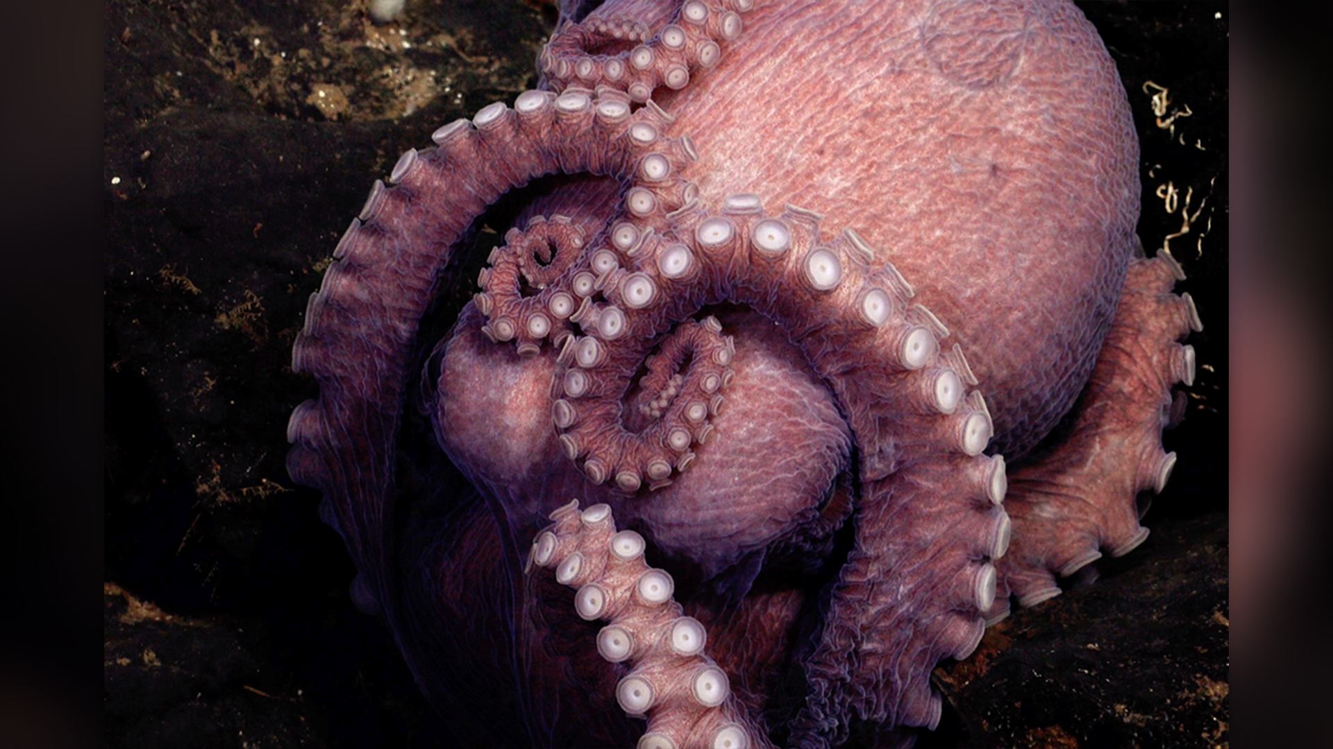 Particle: Four New Deep-Sea Octopus Species Discovered off Costa Rica