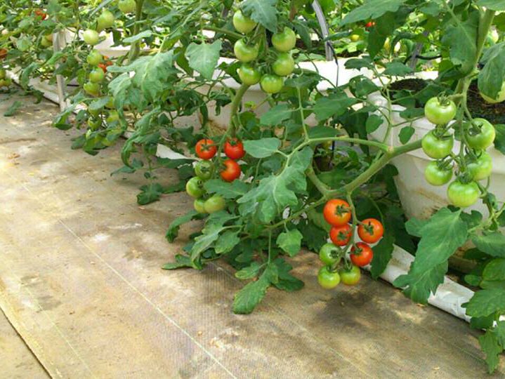 上平さんが育てているトマトの様子