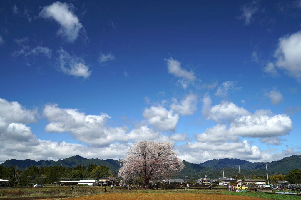 空と山の風景に一本の満開の桜の大木