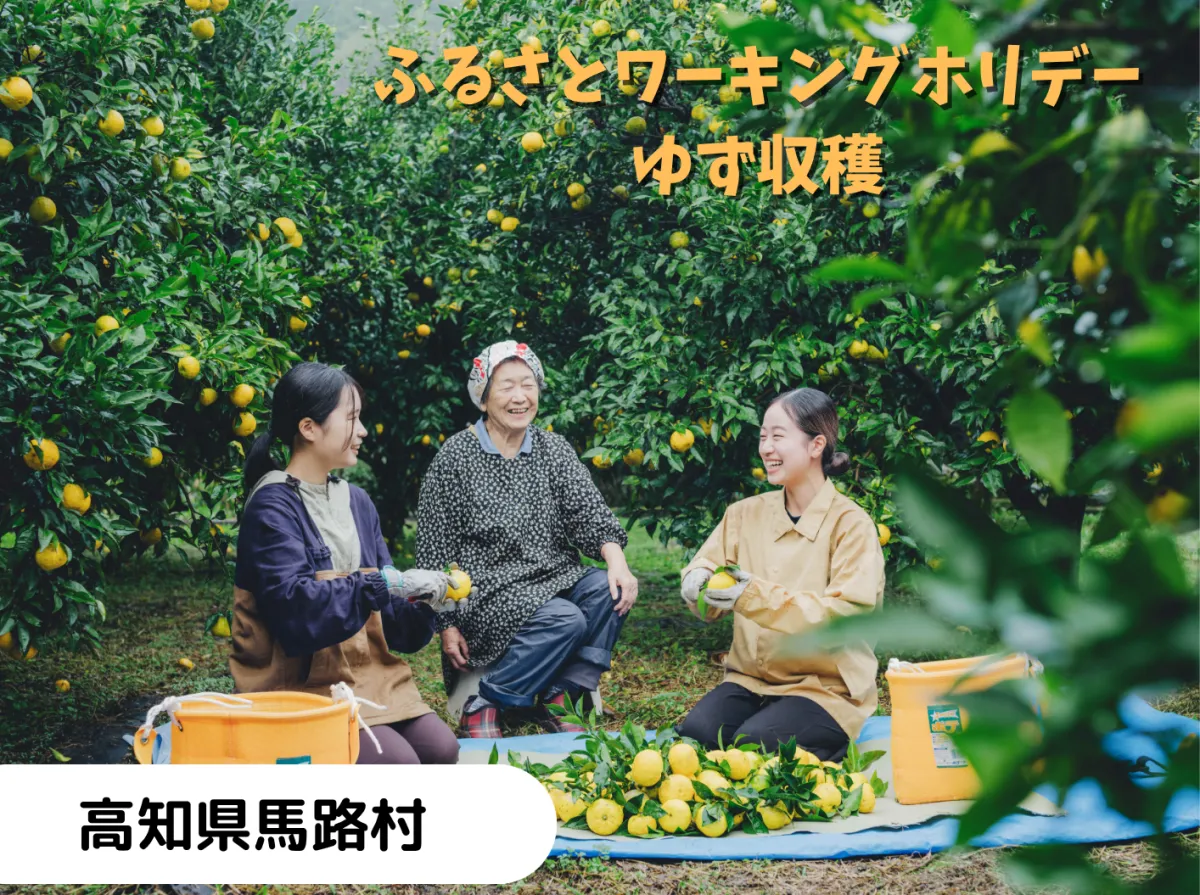 【ワーホリ】宿泊費無料！「ゆずの村」の農家さんとゆずを収穫しませんか【高知県 馬路村】