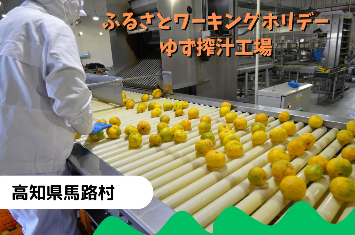 【ワーホリ】宿泊費無料！お弁当支給！ゆずの香りに包まれながら、ガッチリ稼ぐ！ゆず搾汁工場で働こう！