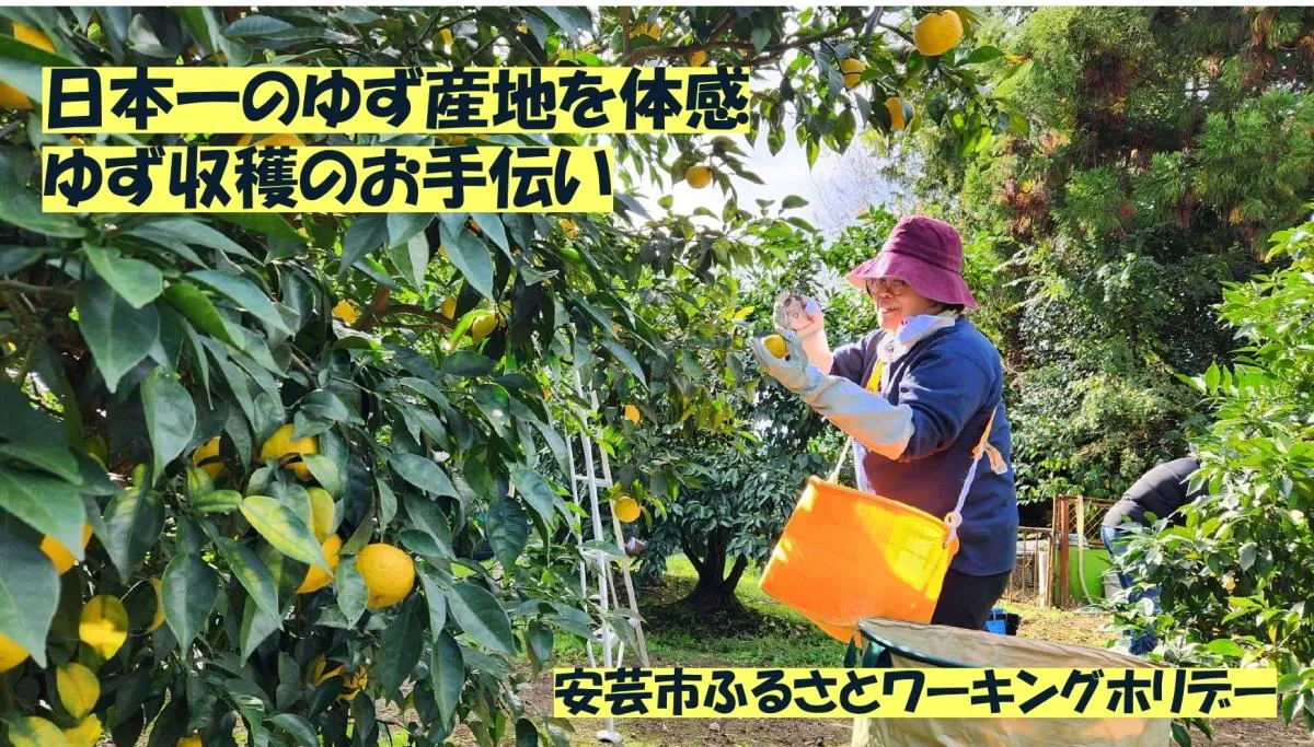 【ワーホリ】日本一のゆずの生産量を誇る高知県でゆず収穫！【安芸市】