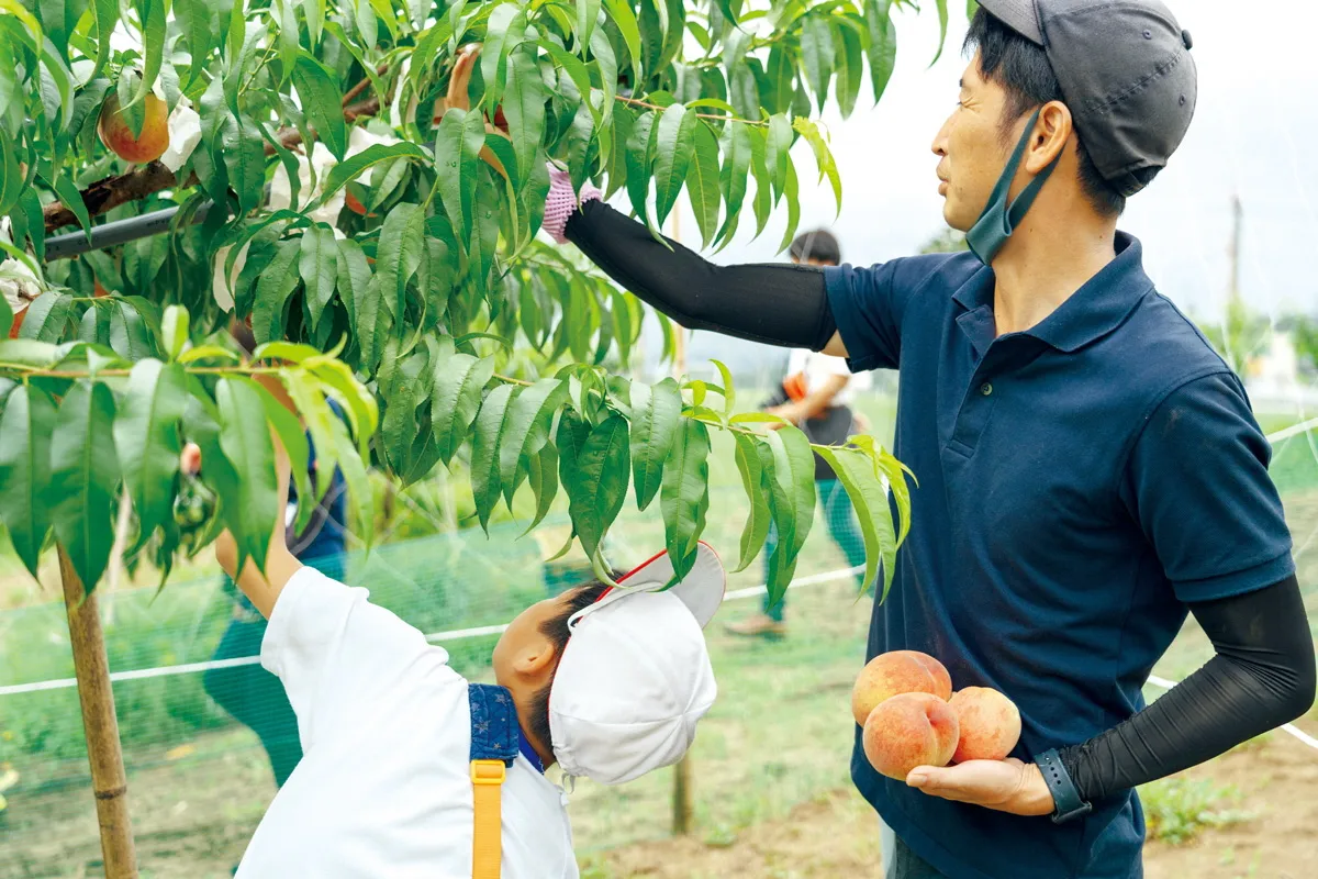 砂丘桃の栽培を体験するインターンシップに参加しませんか?