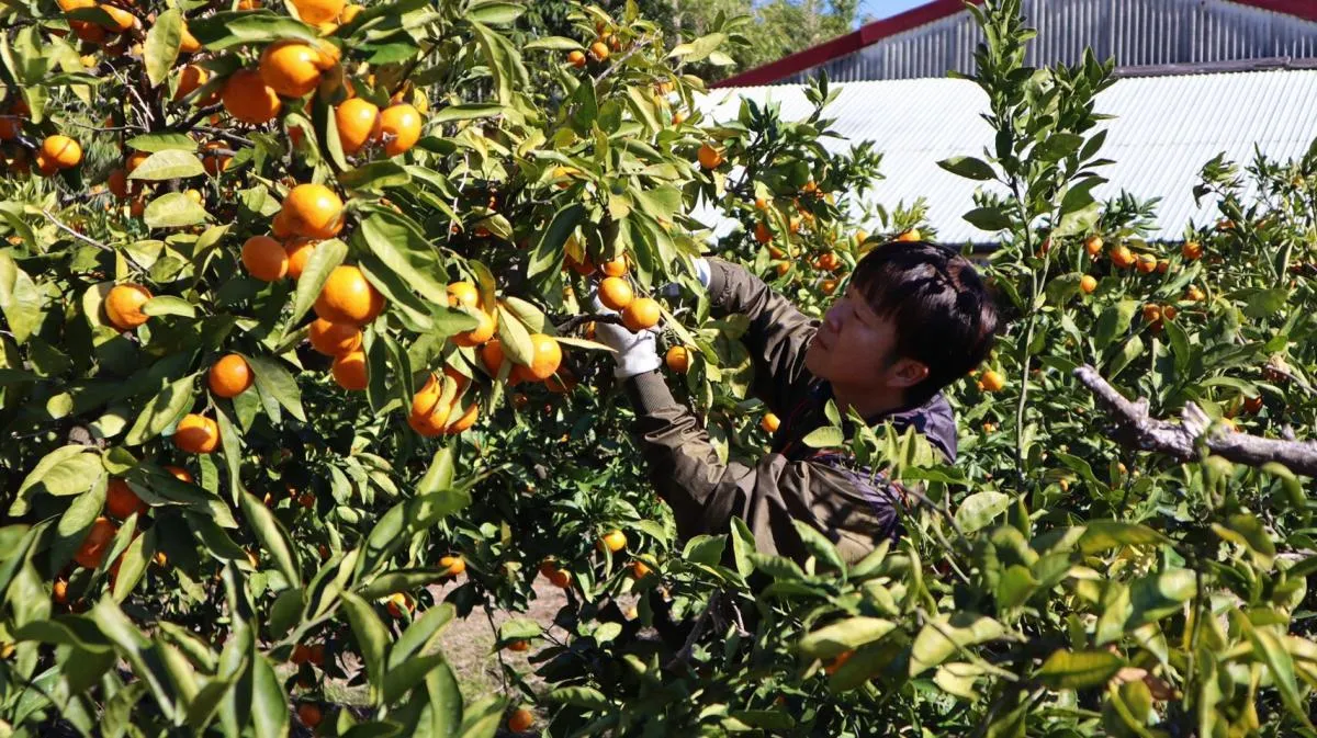 【ワーホリ】私の家のみかん畑で収穫のお手伝いをしていただける方を募集しています