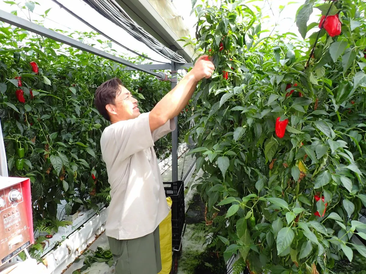 就農への第一歩！安田町で農業を学びながら働く「農業マルチワーカー」募集！