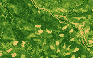Vegetation (S2)