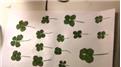 Largest Collection Of Four-Leaf Clovers