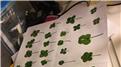 Largest Collection Of Four-Leaf Clovers