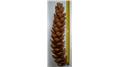 Longest Pinecone