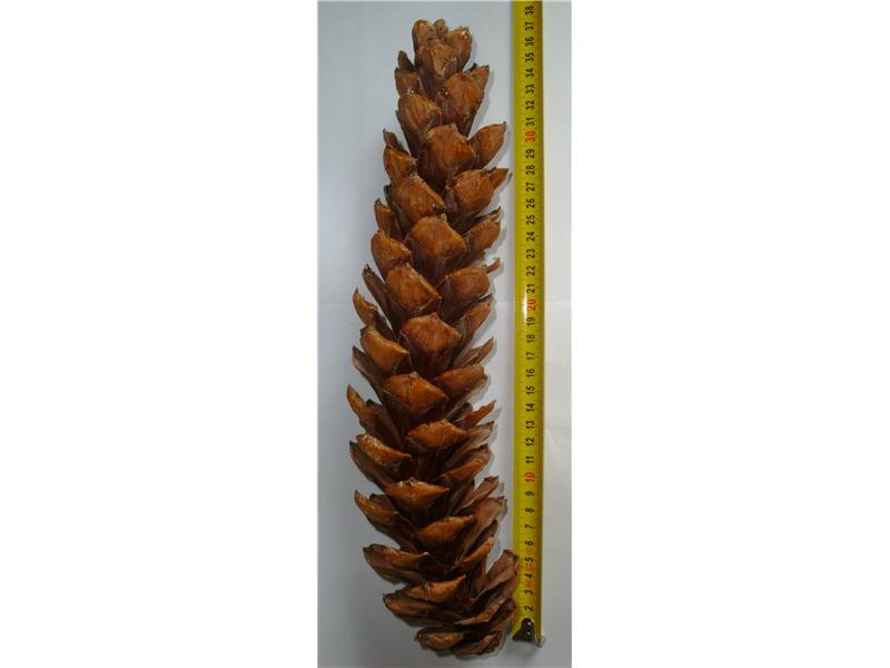 Longest Pinecone