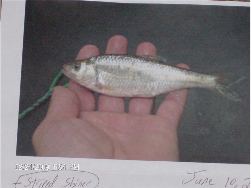 Lightest Striped Shiner