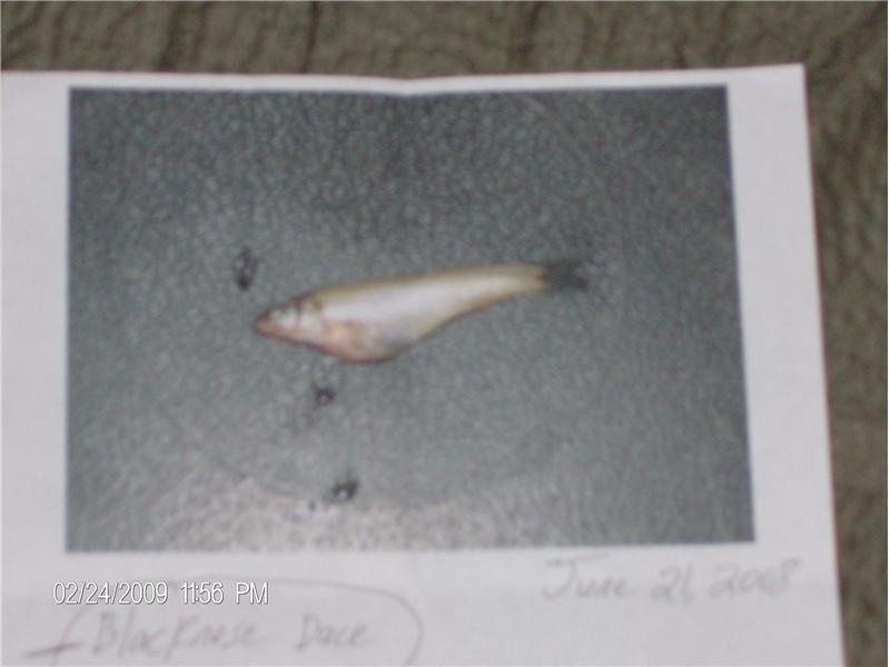 Lightest Blacknose Dace