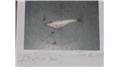 Lightest Blacknose Dace