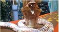 Smallest Origami Cobra Made From Rupee Notes