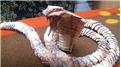 Smallest Origami Cobra Made From Rupee Notes