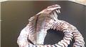 Smallest Origami Cobra Made From Rupee Notes