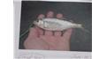 Most State Fishing Records Held Using Fish Less Than One Pound 