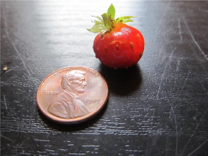 Smallest Ripe Strawberry