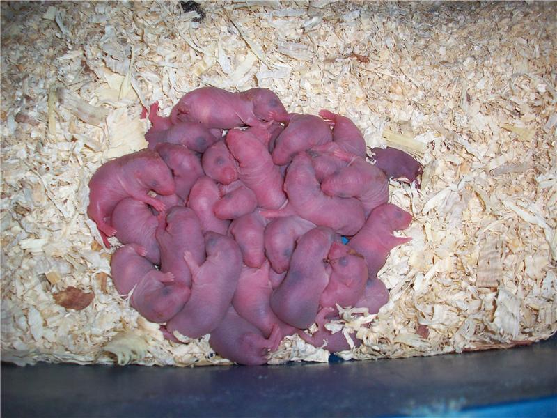 Largest Rat Litter