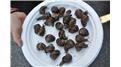 Largest Pile Of Snails