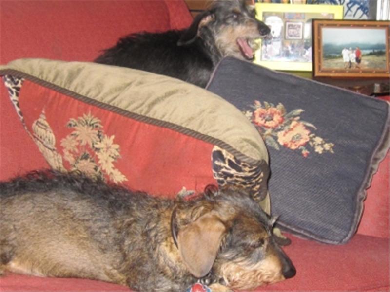 Most Daschunds Placed On A Red Couch
