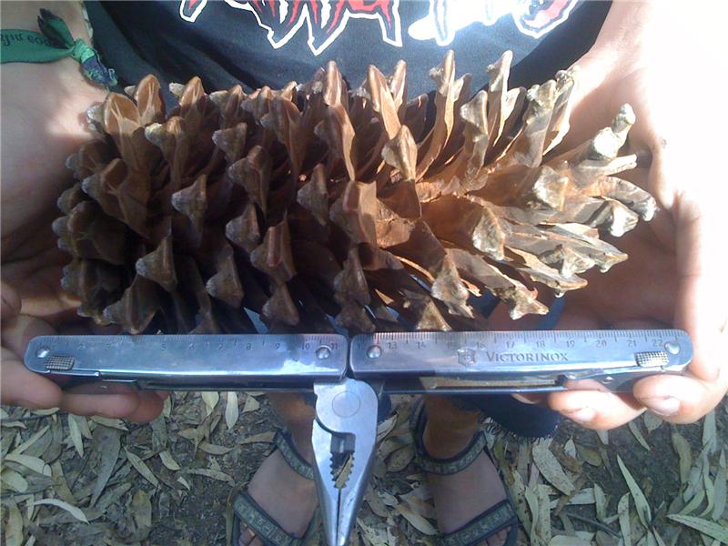Longest Pinecone