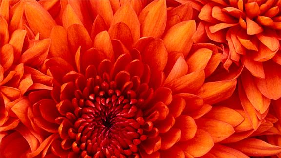 Longest Time To Hold Lit Torch With Teeth