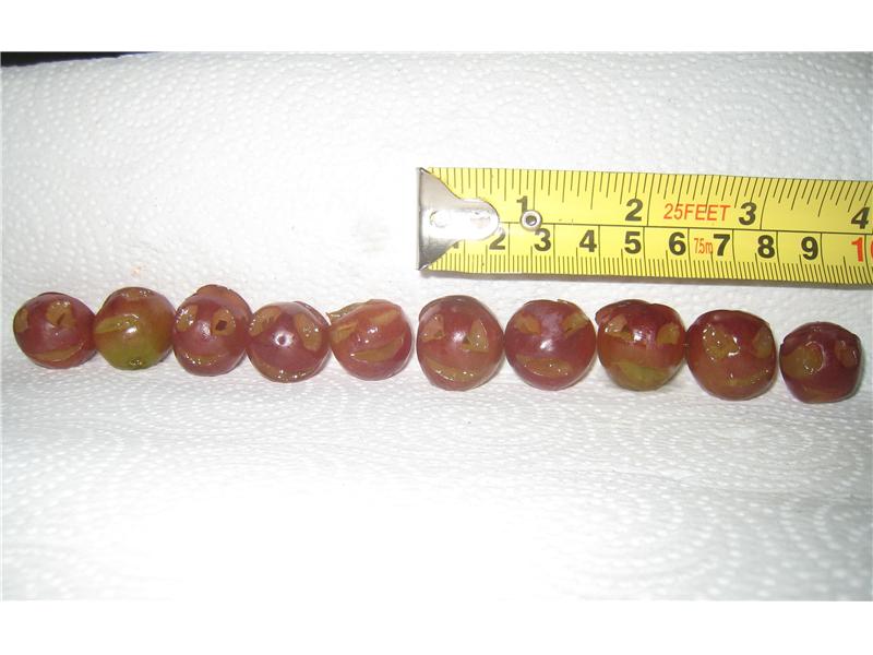 Largest Collection Of Jack-O-Lantern Grapes