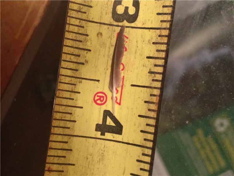 Smallest Mature Wing Feather 