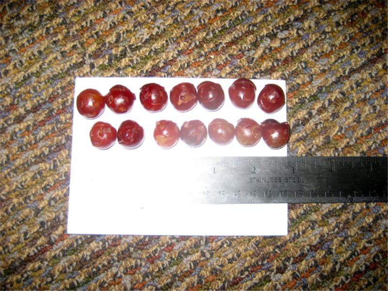 Largest Collection Of Jack-O-Lantern Grapes