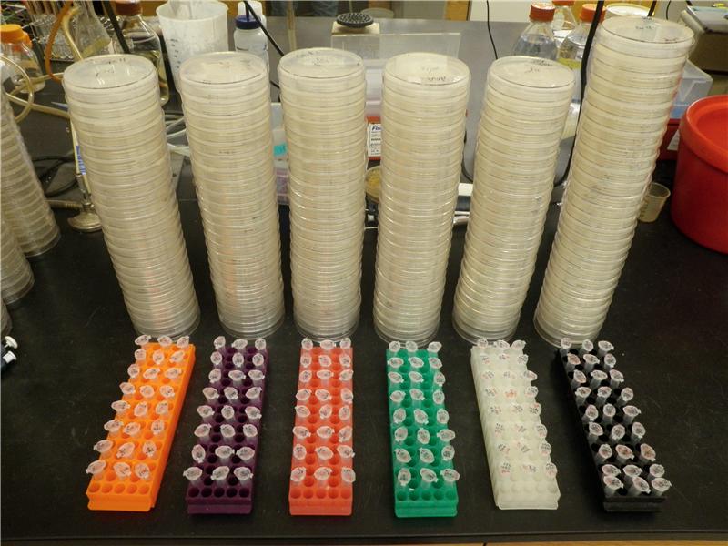 Most Yeast Plasmid Transformations Performed In A Single Sitting