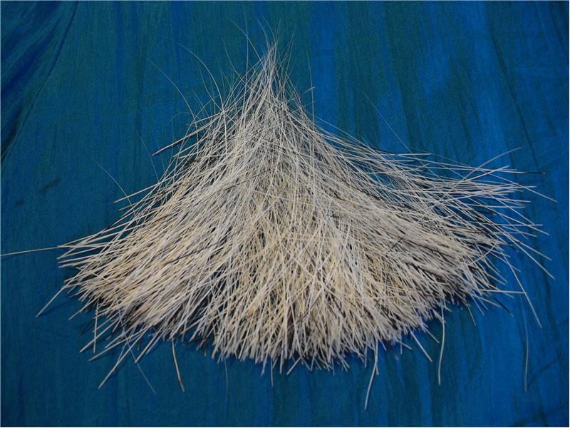 Largest Cat Whisker Collection