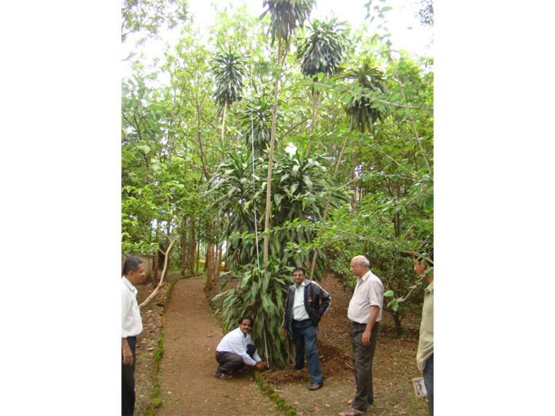 Tallest Drecena Messangena Plant