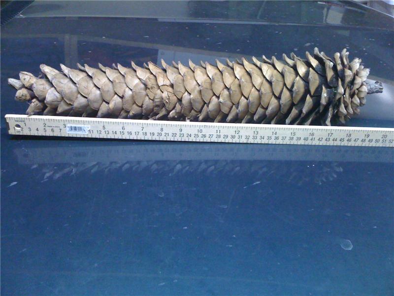 Longest Pinecone