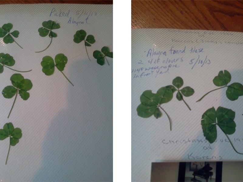 Largest Collection Of Four-Leaf Clovers