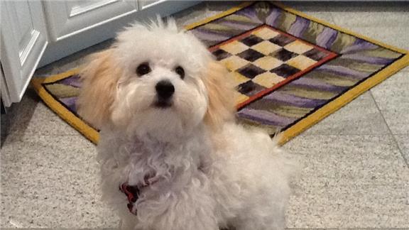 Having the Cutest Puppy in the World 