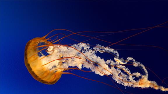 Longest Time To Hold Lit Torch With Teeth