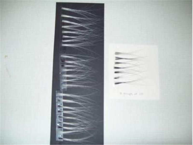 Largest Cat Whisker Collection